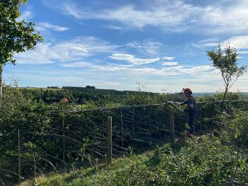 Hedgelaying1