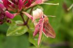 Wildlife in County Durham Elephant Hawkmoth