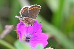 Wildlife in County Durham Northern Brown Argus