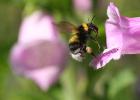 Wildlife in County Durham Bombus hortorum on foxglove